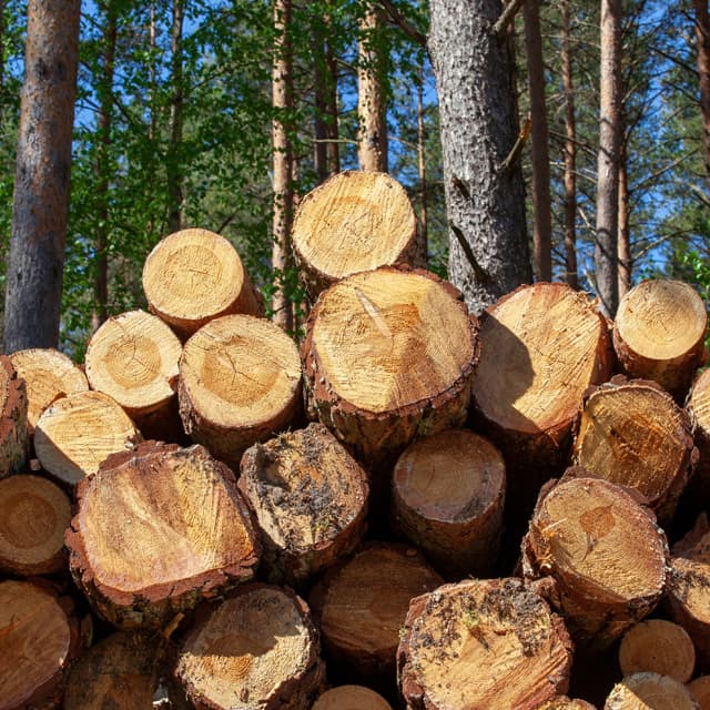  Compraventa de madera en Vilanova de Arousa