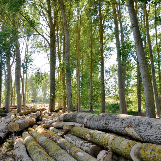 Servicios forestales en Vilanova de Arousa