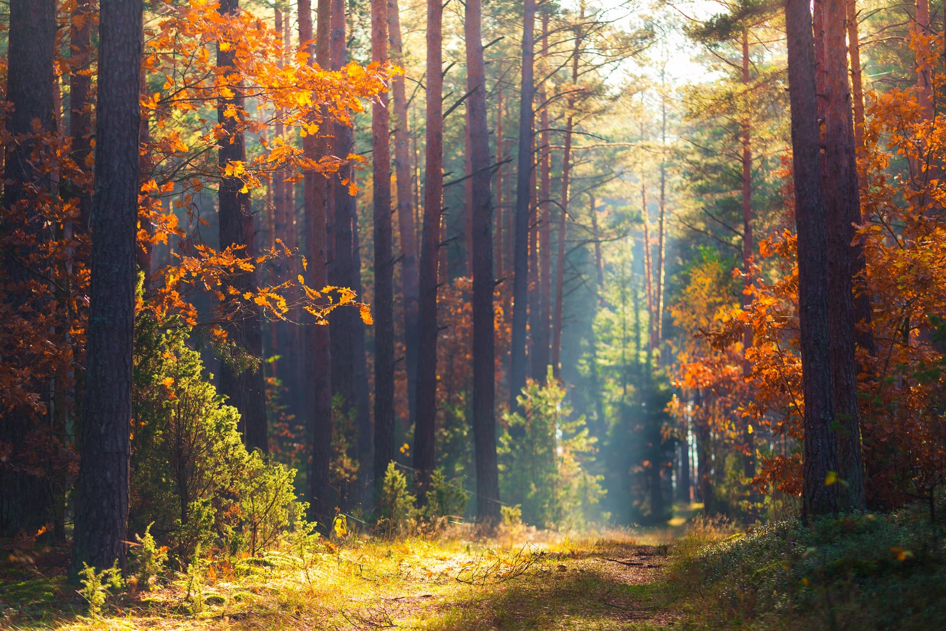 Contacte con los profesionales de Altman Forestal
