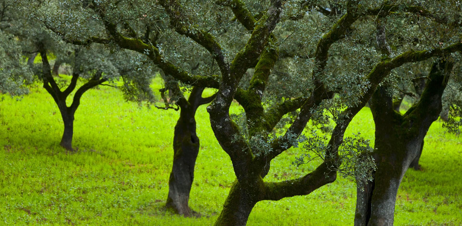 Leña de encina